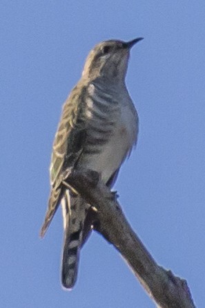 Horsfield's Bronze-Cuckoo - ML101427021