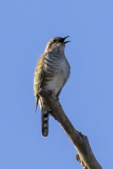 Horsfield's Bronze-Cuckoo - ML101427051