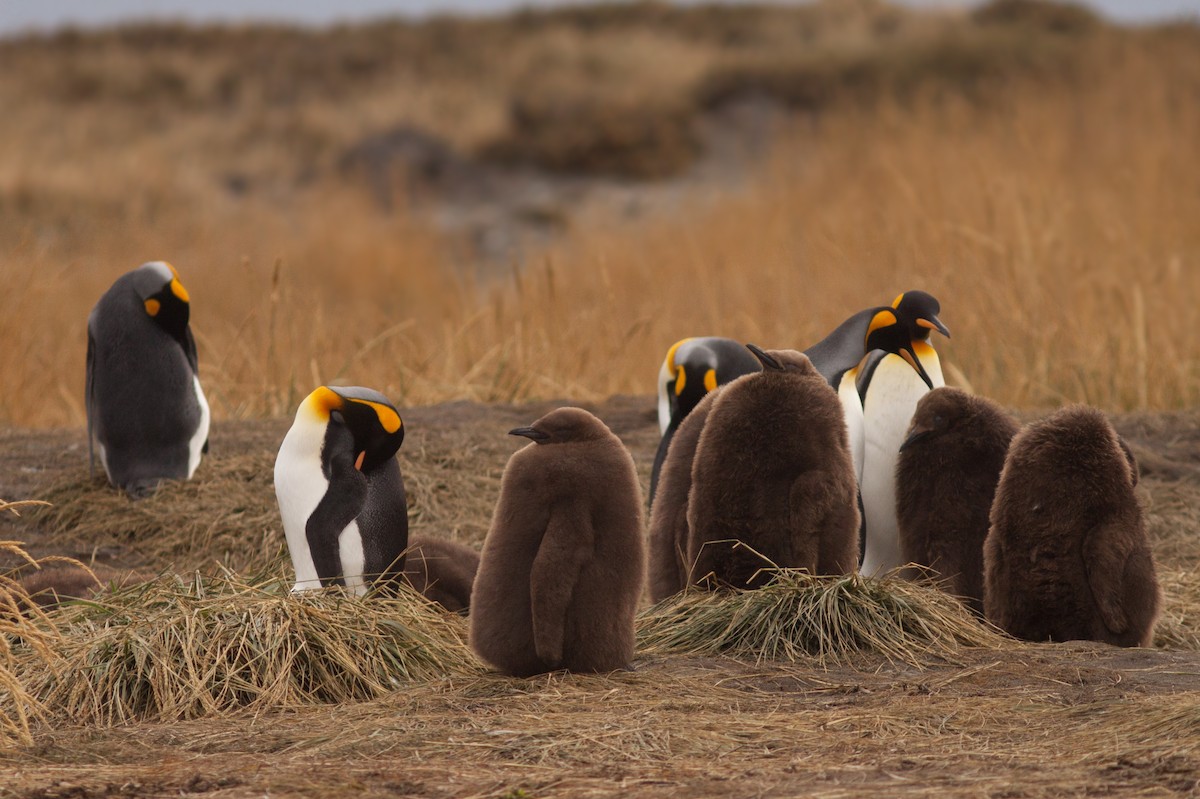 King Penguin - ML101427591