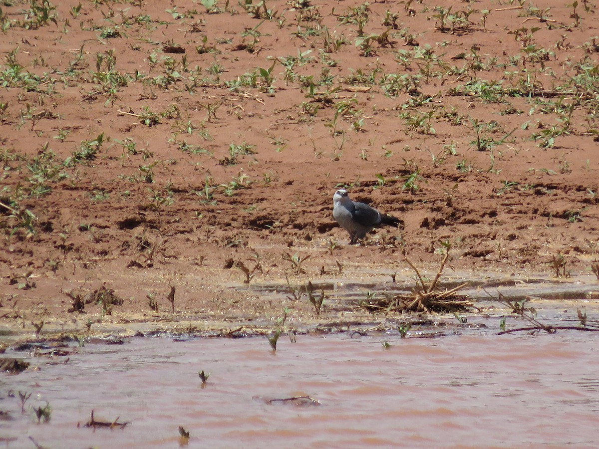 Mississippi Kite - Karen Carbiener