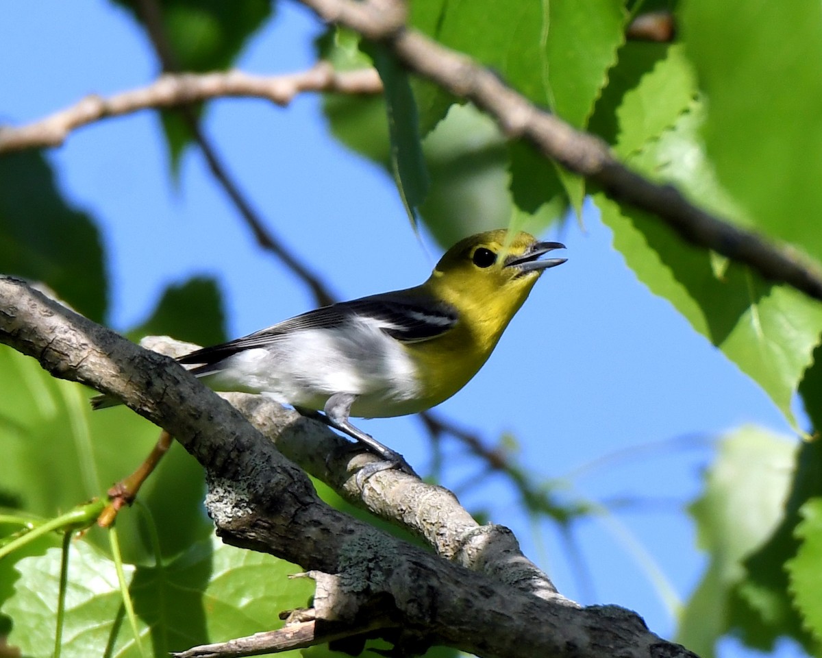 Yellow-throated Vireo - ML101428301