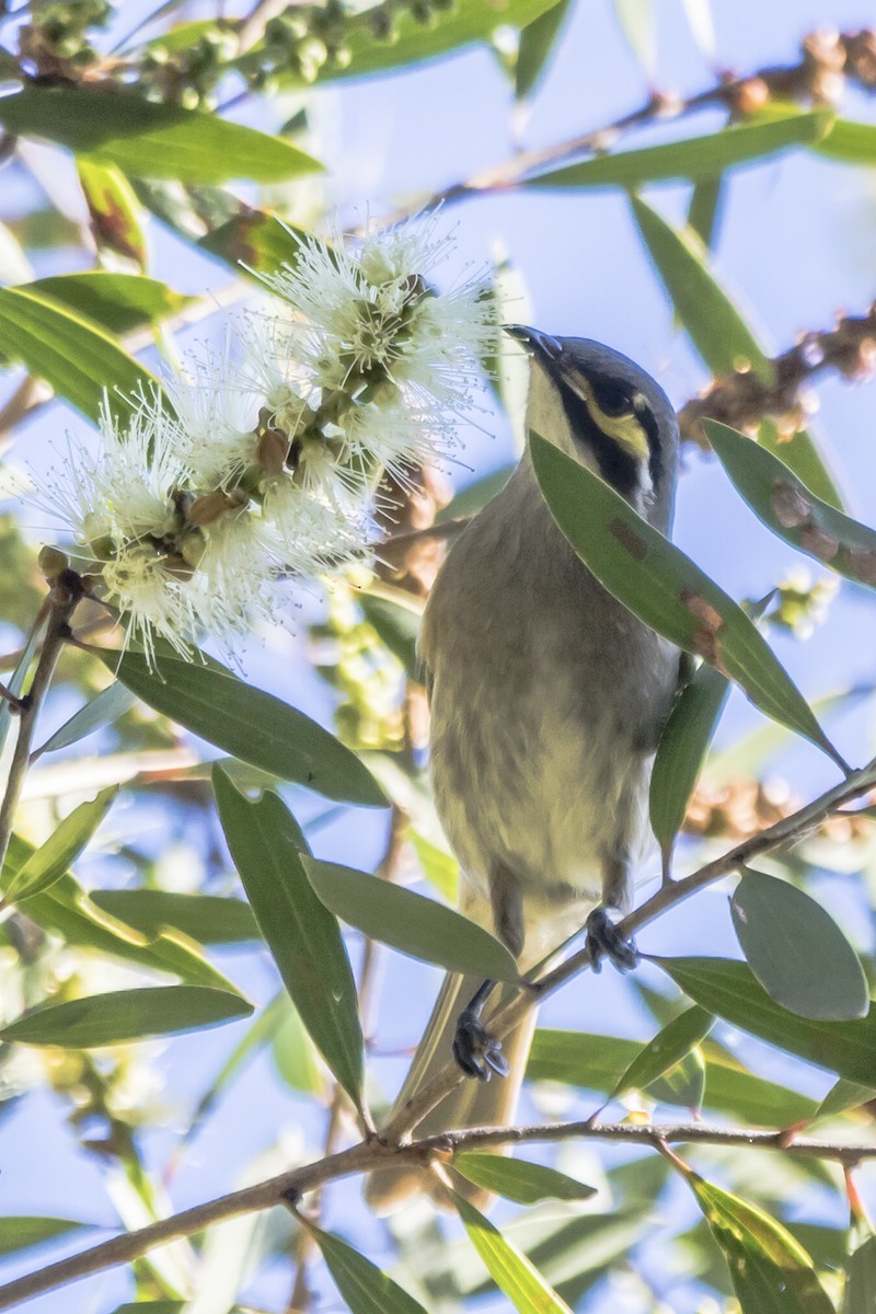 Yellow-faced Honeyeater - ML101431091