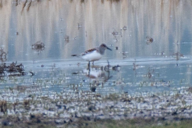 Bécasseau sanderling - ML101431191