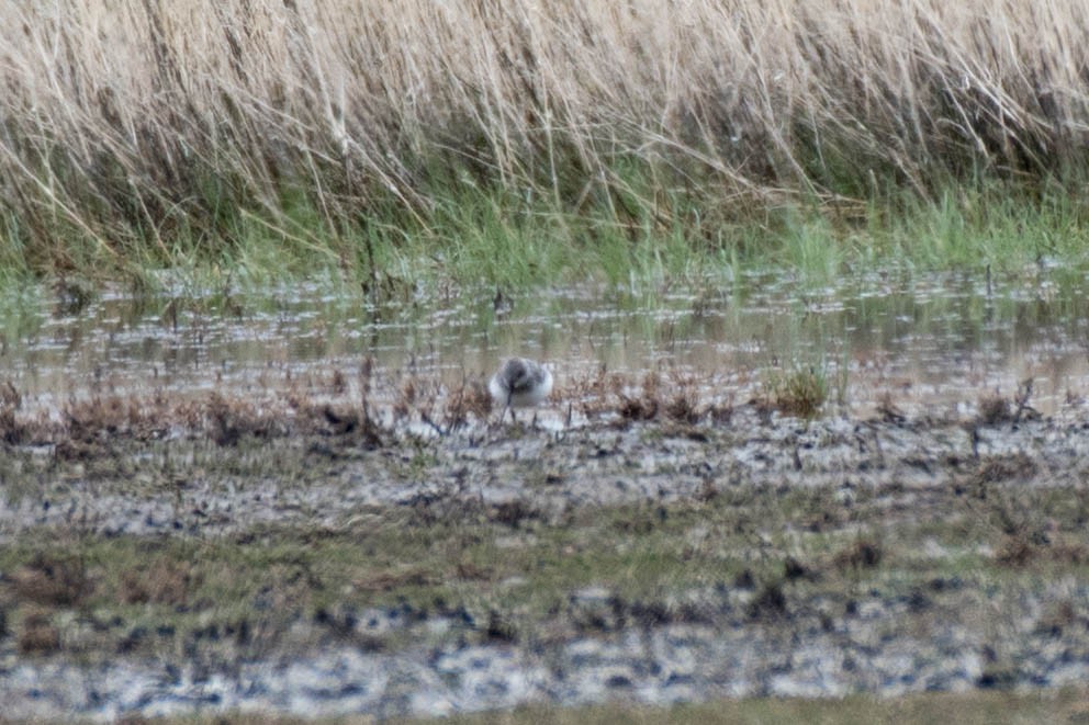 Sanderling - Steve Flood