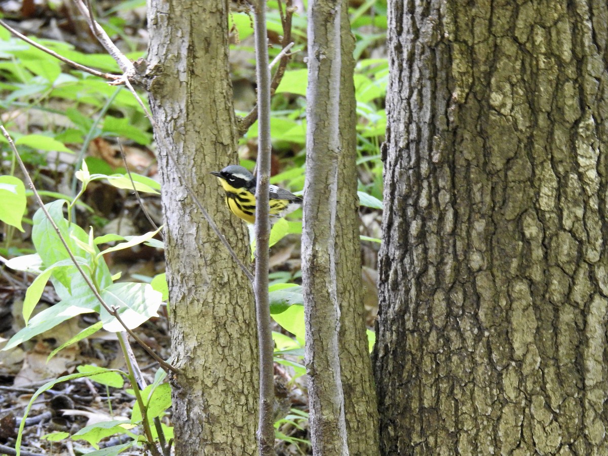 Magnolia Warbler - Dede Kotler