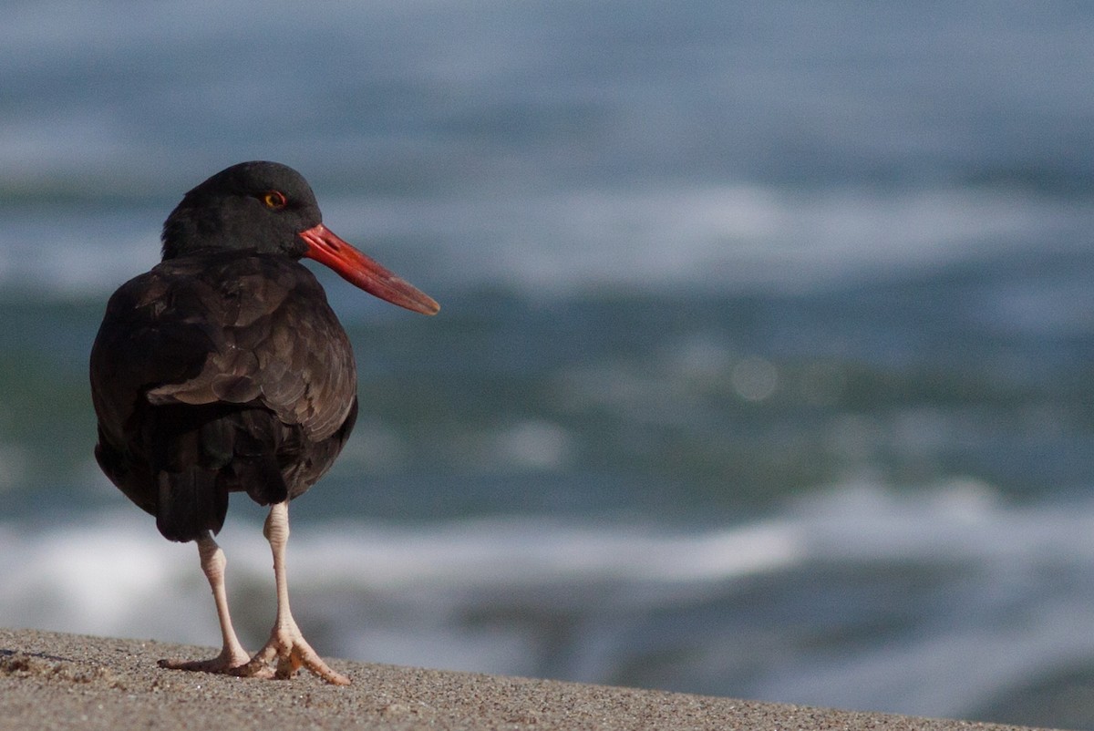 Blackish Oystercatcher - Fernando Anand Medrano Martínez