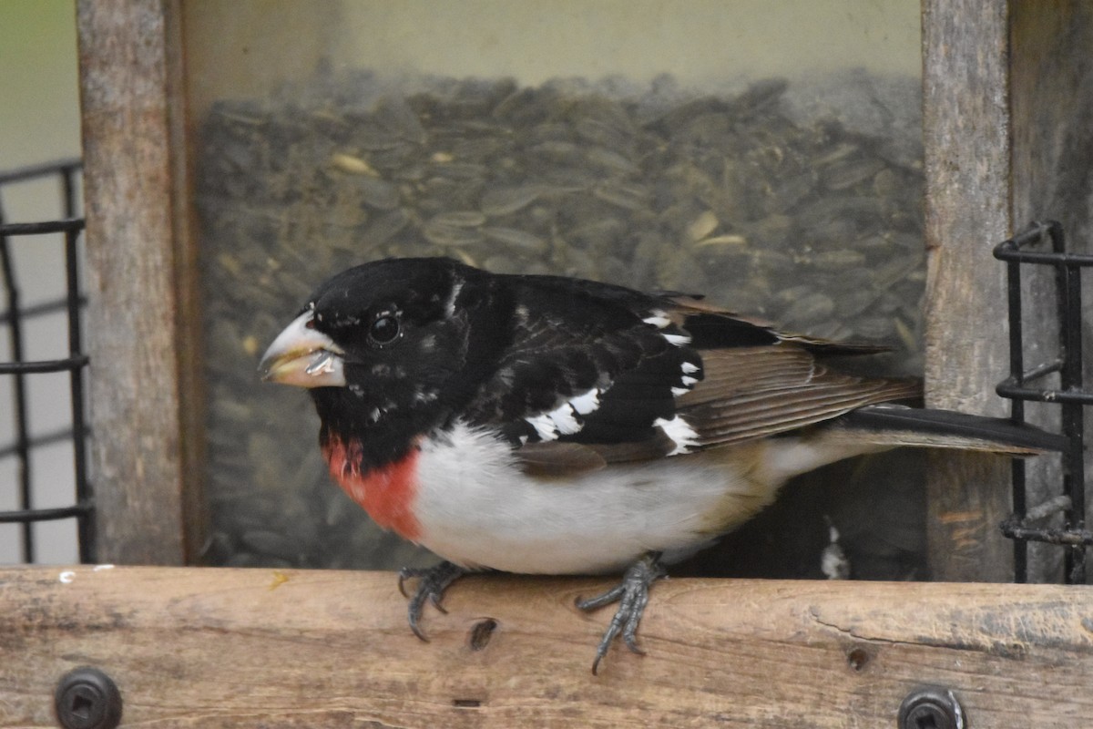 Rose-breasted Grosbeak - ML101432081