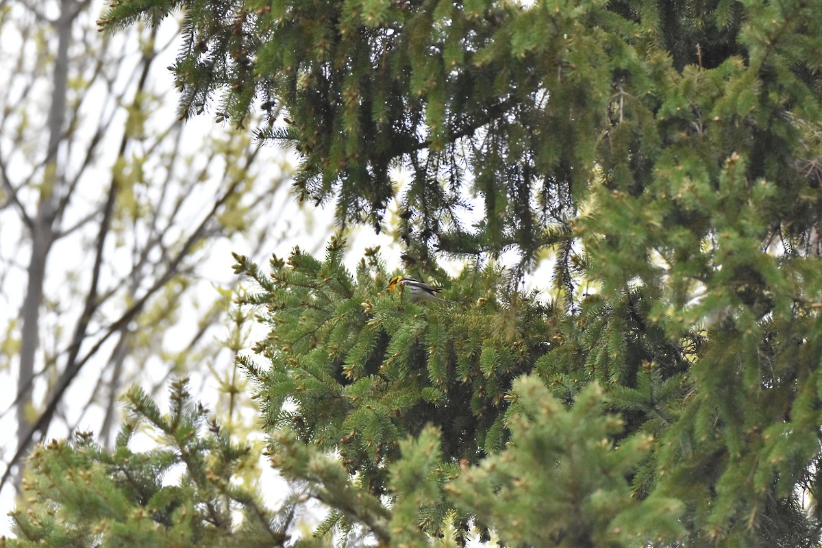 Blackburnian Warbler - ML101432571