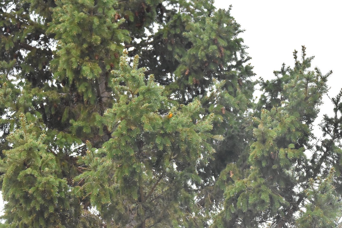Blackburnian Warbler - ML101432601