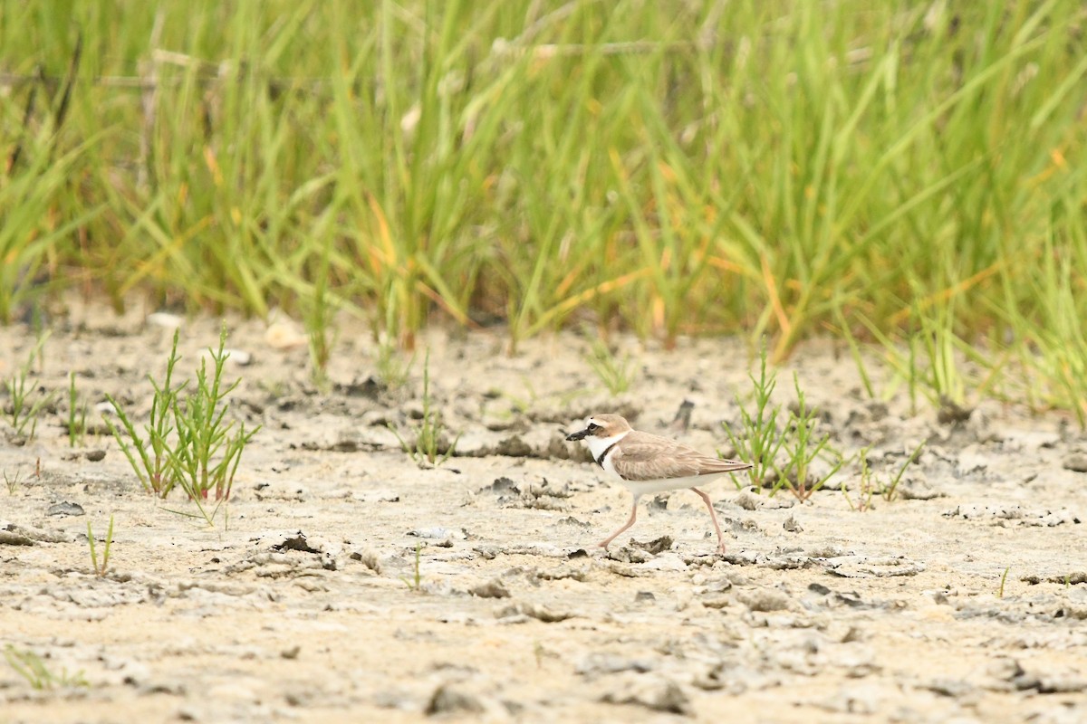 Wilson's Plover - ML101433931