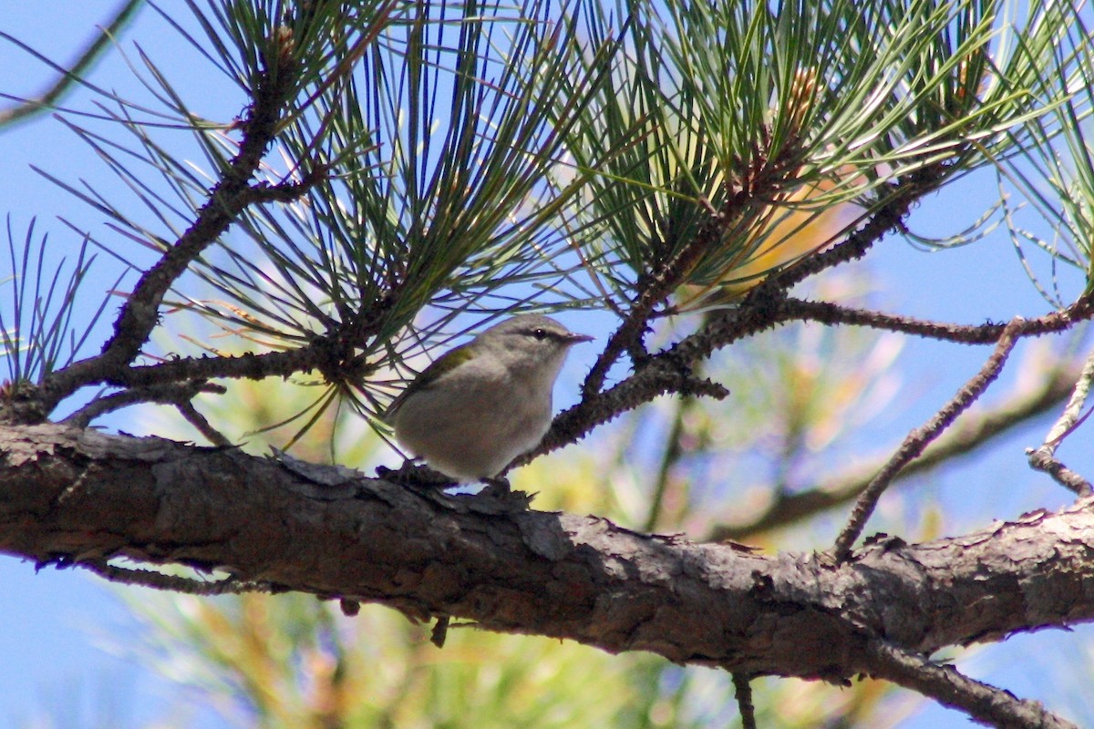 Tennessee Warbler - ML101437421