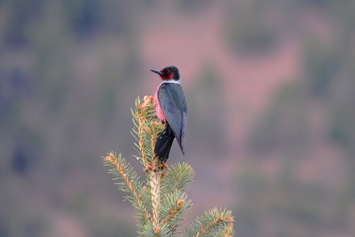 Lewis's Woodpecker - ML101444401