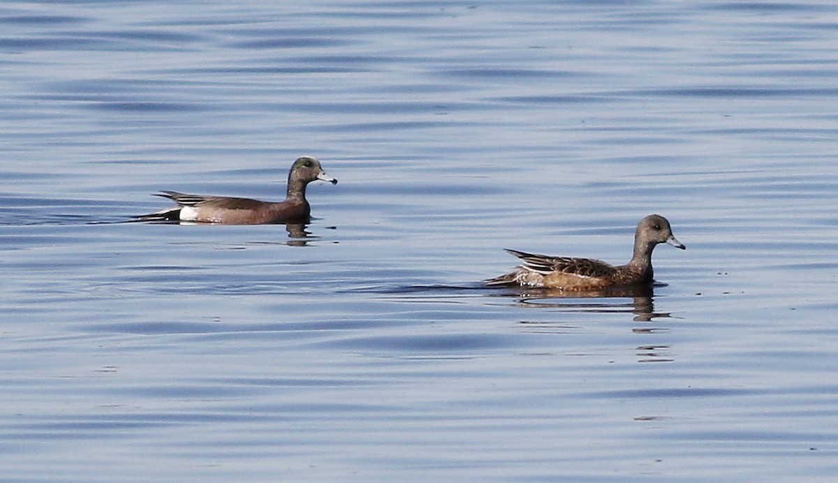 American Wigeon - ML101445561