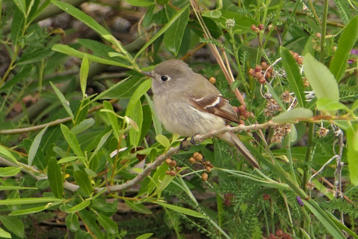 Hammond's Flycatcher - ML101447611