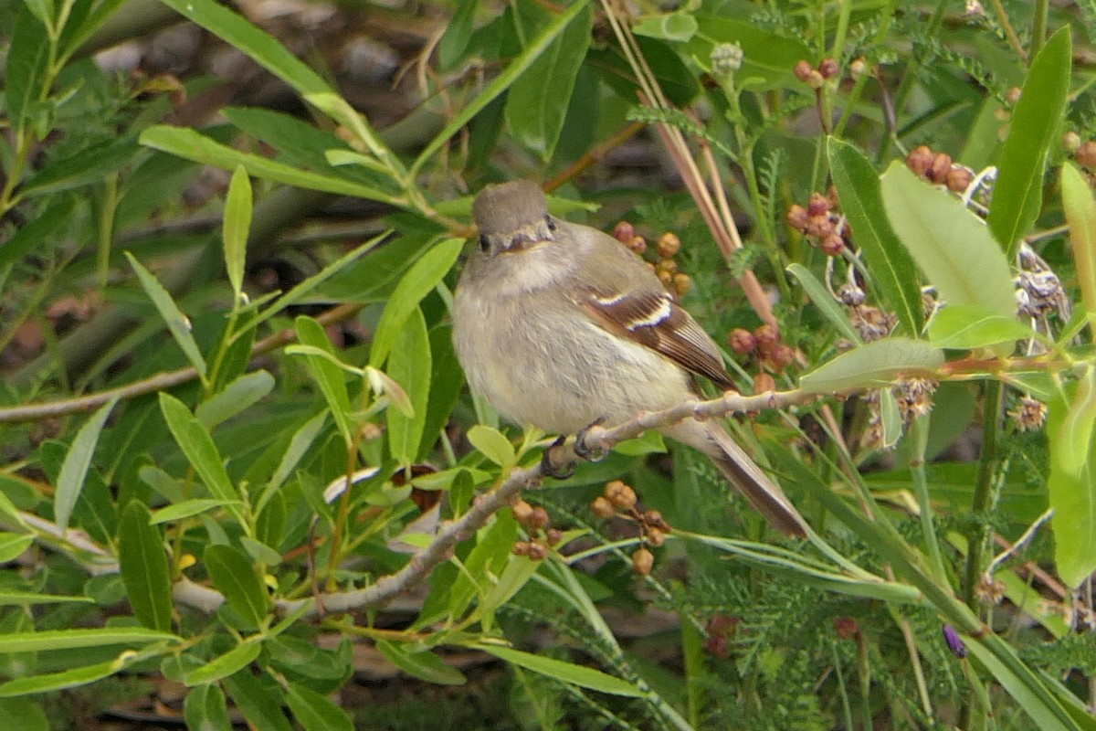 Hammond's Flycatcher - ML101447631