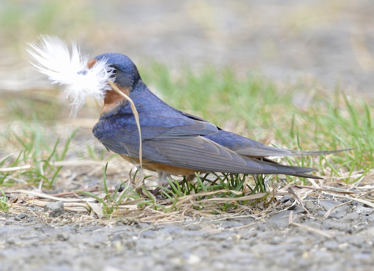 Barn Swallow - Vickie Anderson