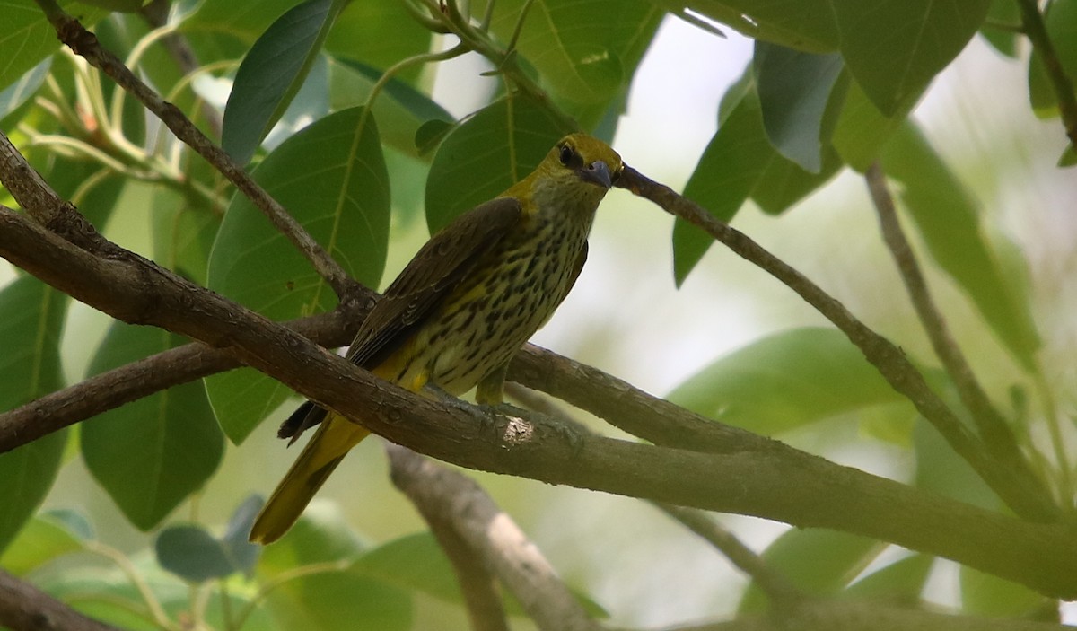 Indian Golden Oriole - ML101449421