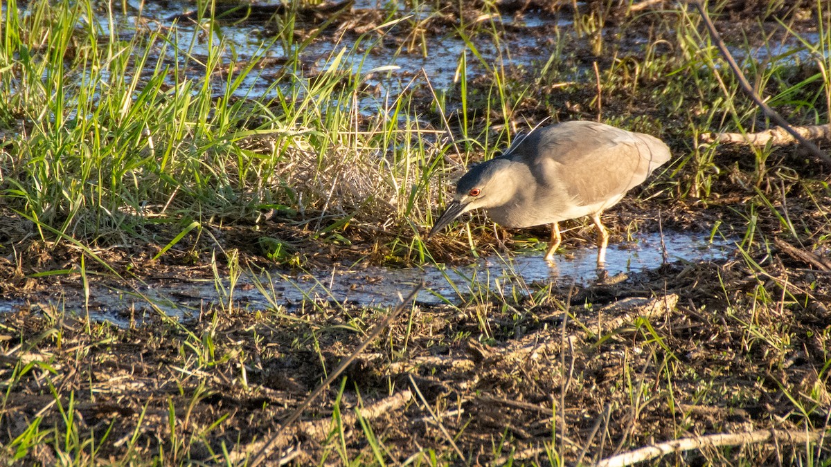 Black-crowned Night Heron - ML101452441