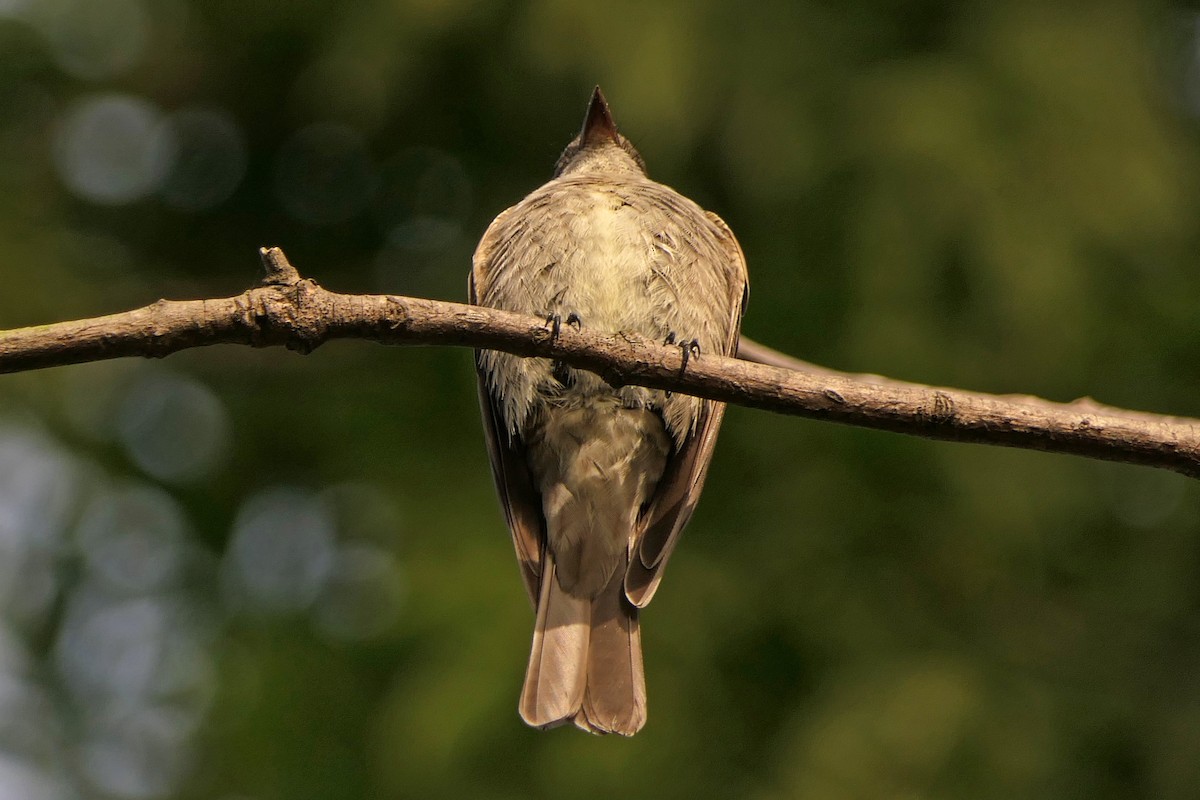 Western Wood-Pewee - Robert Hamilton