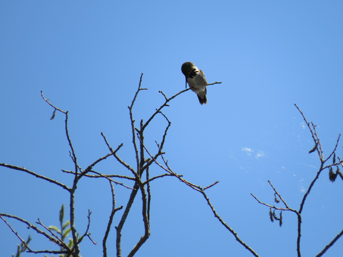 Calliope Hummingbird - ML101454301