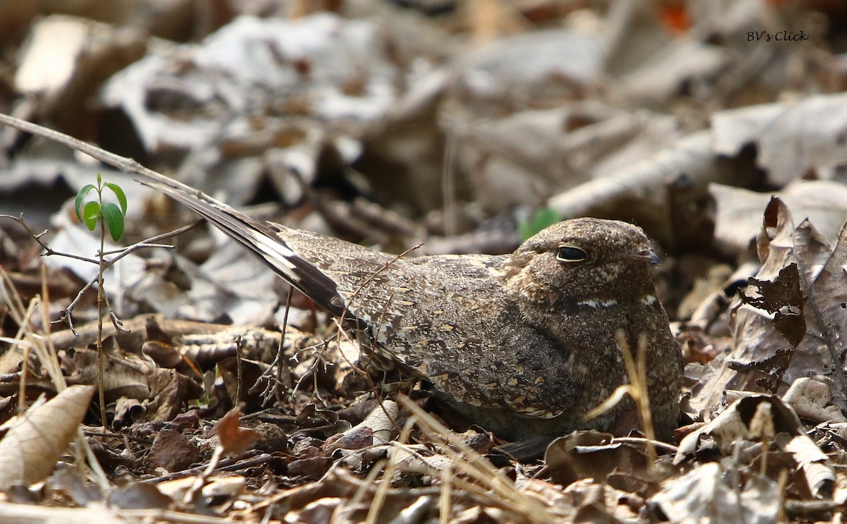 Engoulevent affin - ML101454701