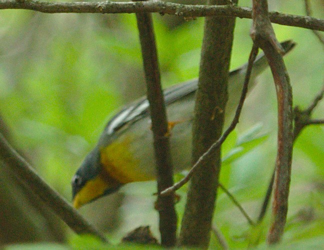 Northern Parula - sicloot