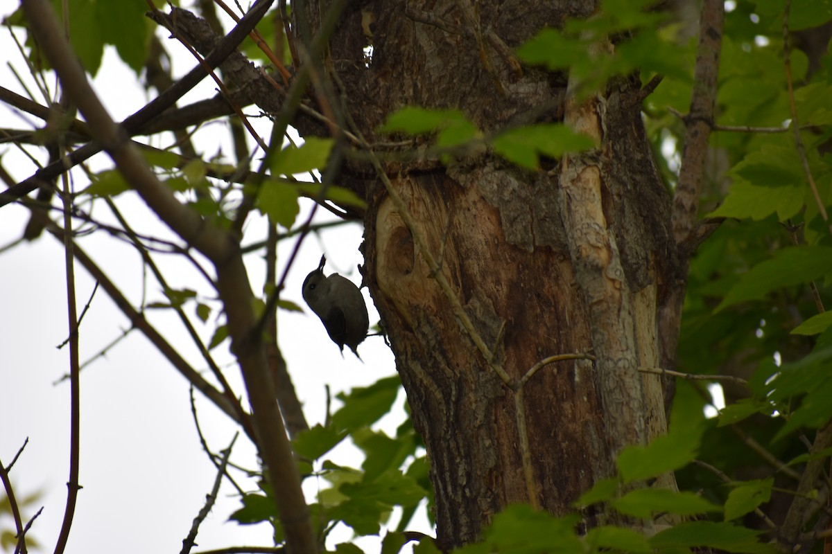 White-breasted Nuthatch - ML101456271