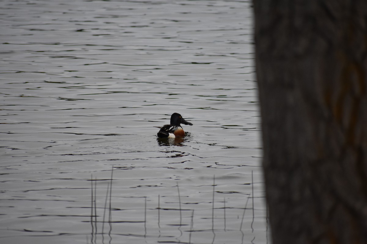 Northern Shoveler - ML101456291