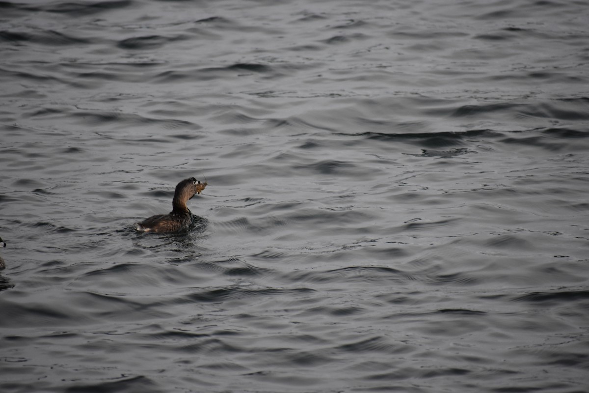 Pied-billed Grebe - ML101456421