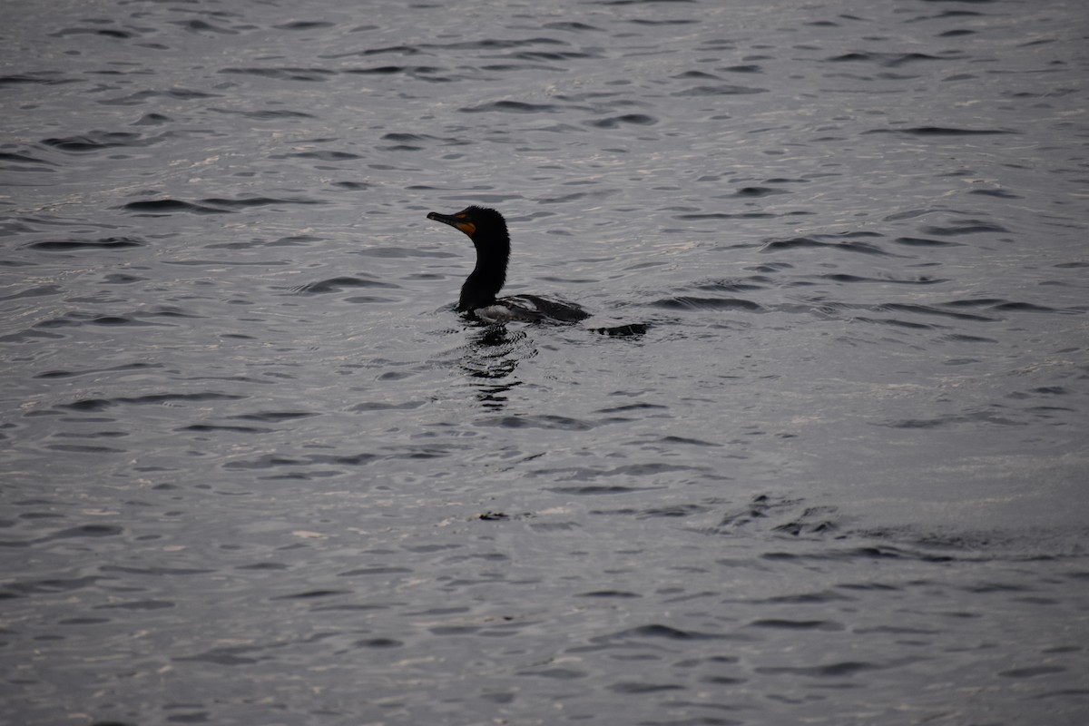 Double-crested Cormorant - ML101456521