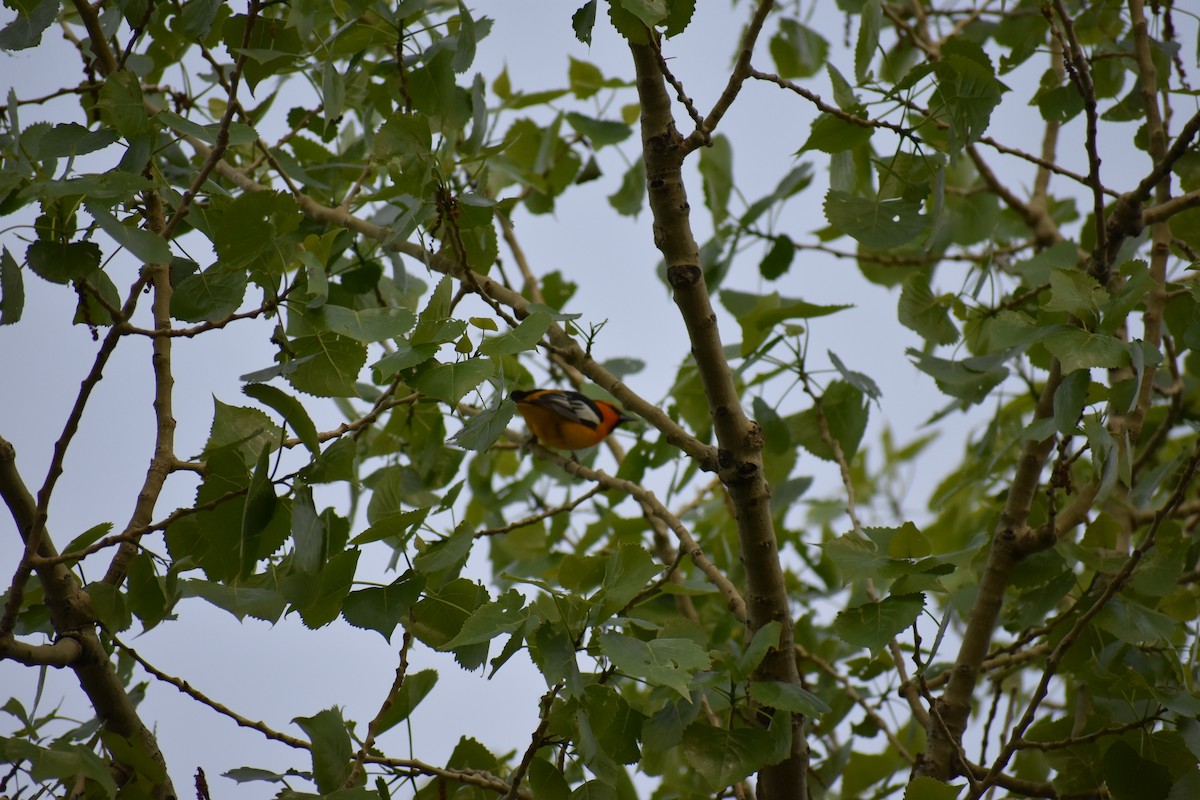 Bullock's Oriole - ML101456991