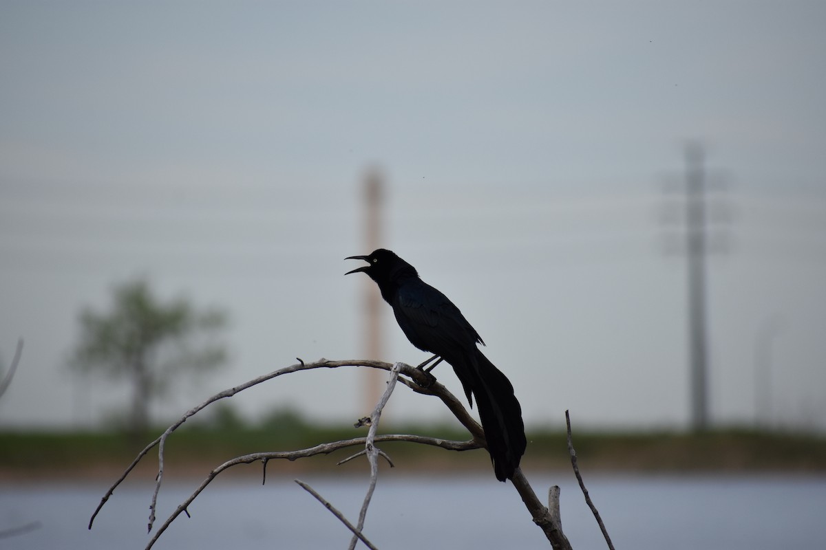 Great-tailed Grackle - ML101457071