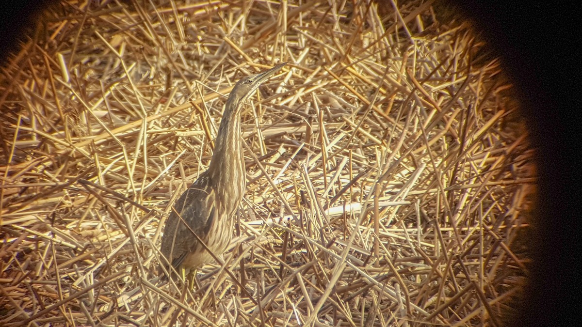 American Bittern - ML101457121