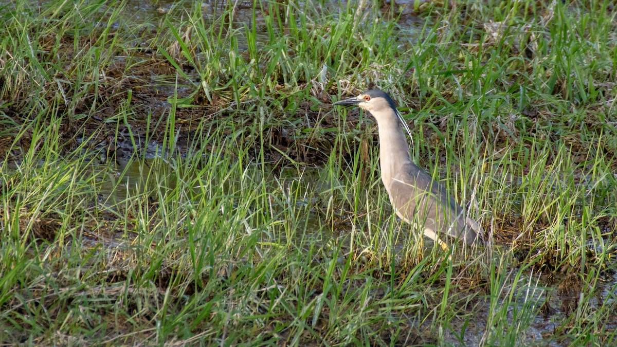 Black-crowned Night Heron - ML101457171