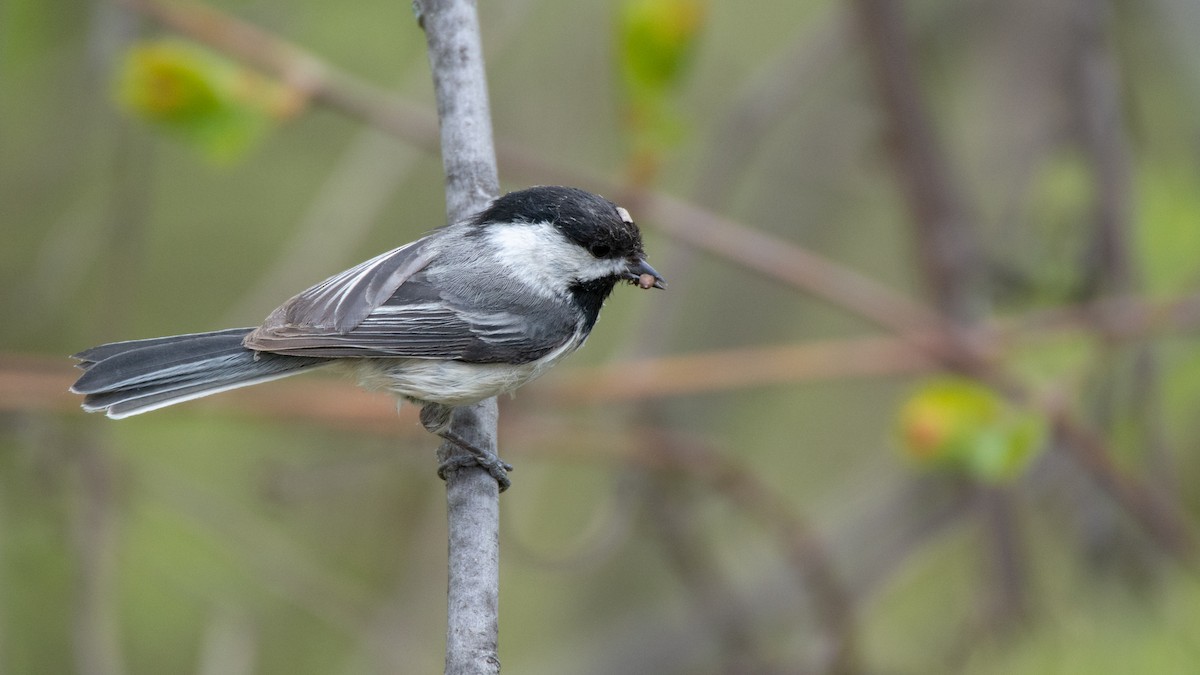 Black-capped Chickadee - ML101457361