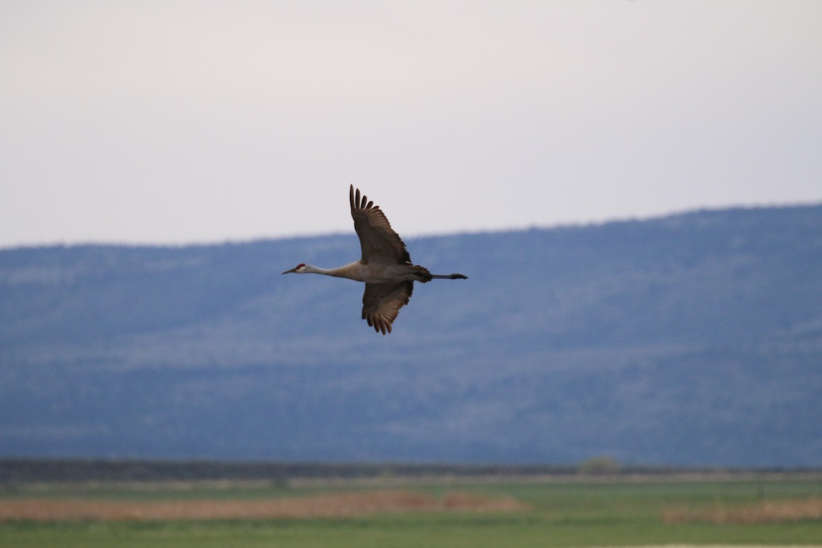 Sandhill Crane - ML101457371