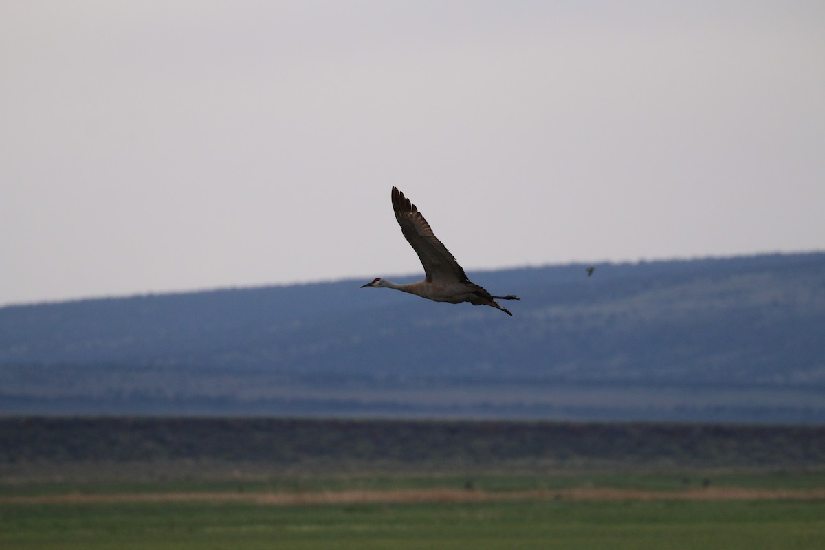 Sandhill Crane - ML101457381