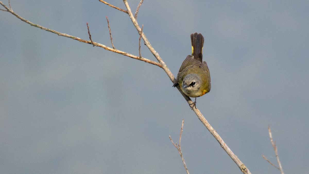 Rotschwanz-Waldsänger - ML101457521