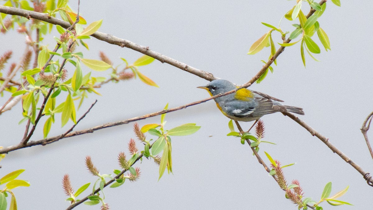 Northern Parula - ML101457721