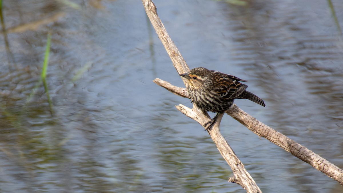 Red-winged Blackbird - ML101457821