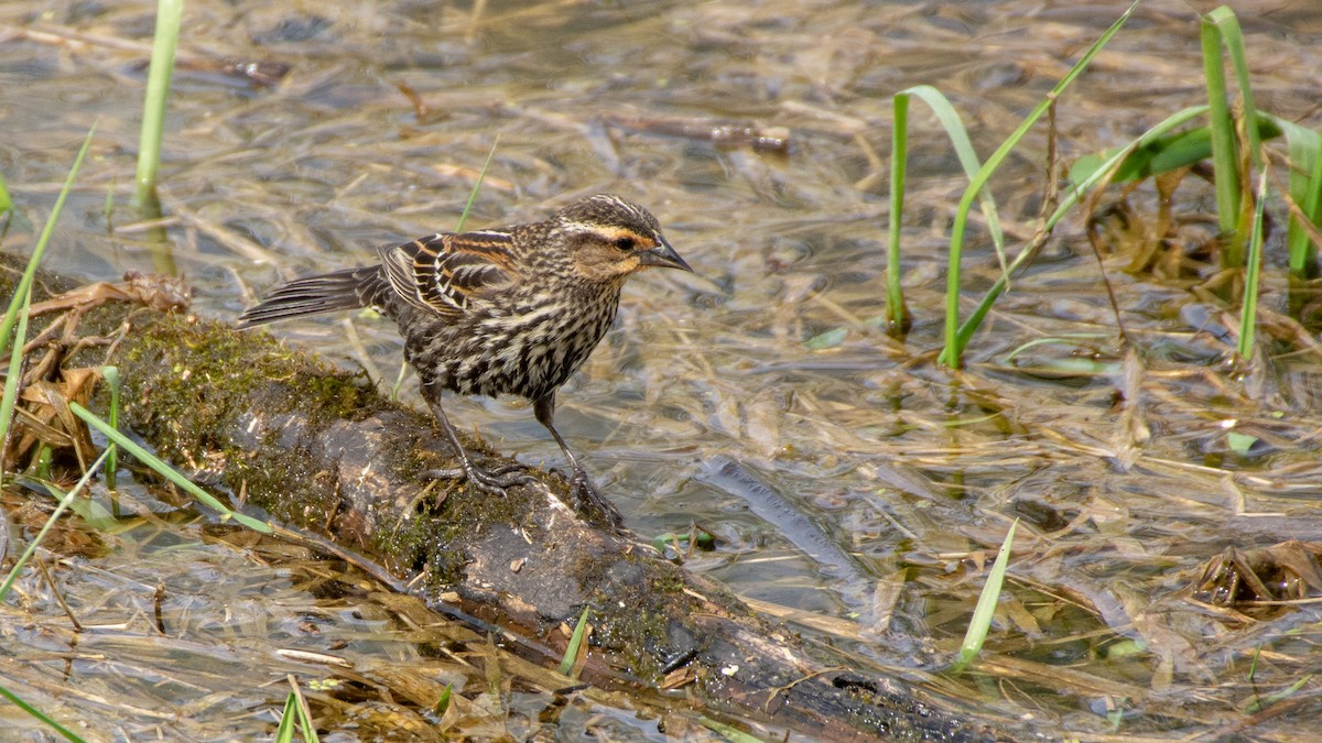 Red-winged Blackbird - ML101457831