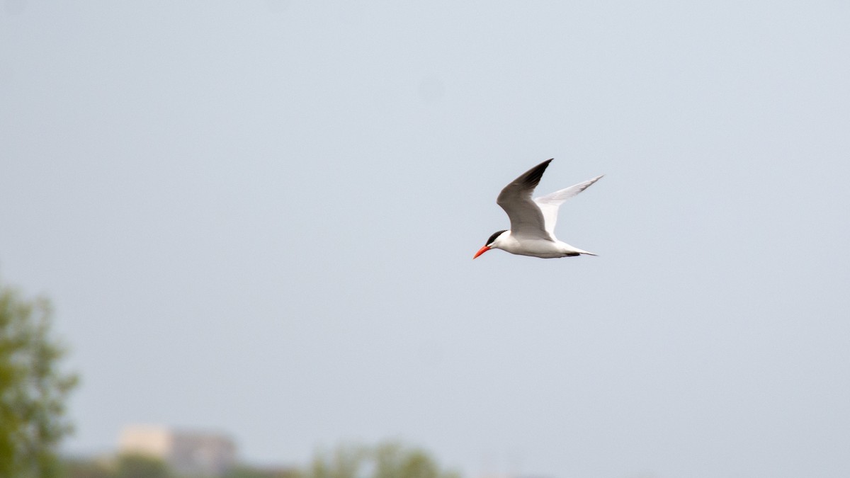 Caspian Tern - ML101457871