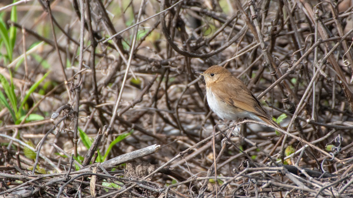 Veery - ML101457911