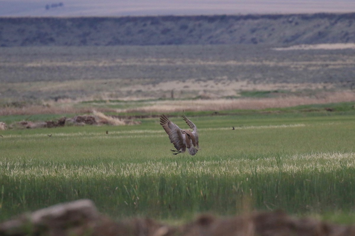 Sandhill Crane - ML101457981