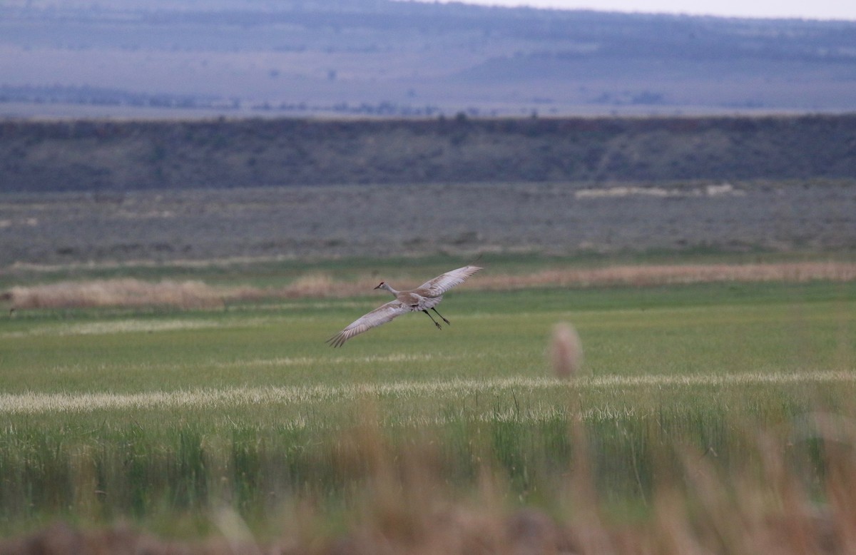 Sandhill Crane - ML101458011