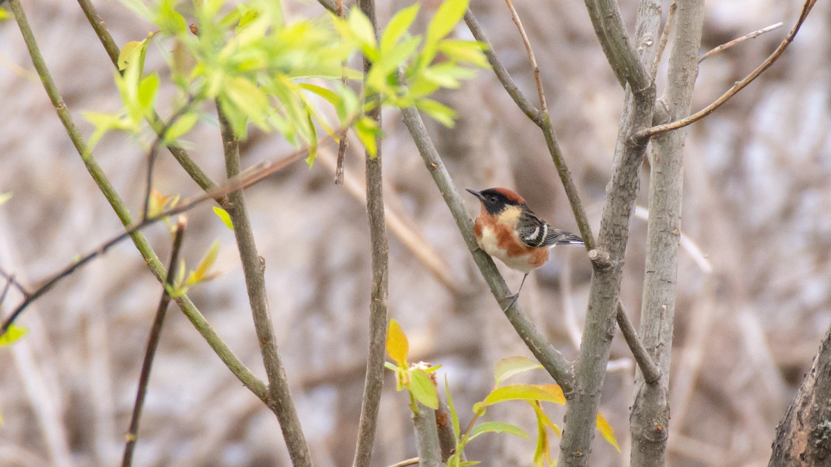 Bay-breasted Warbler - ML101458051