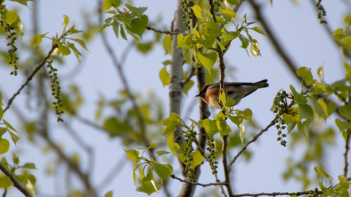 Braunkehl-Waldsänger - ML101458061