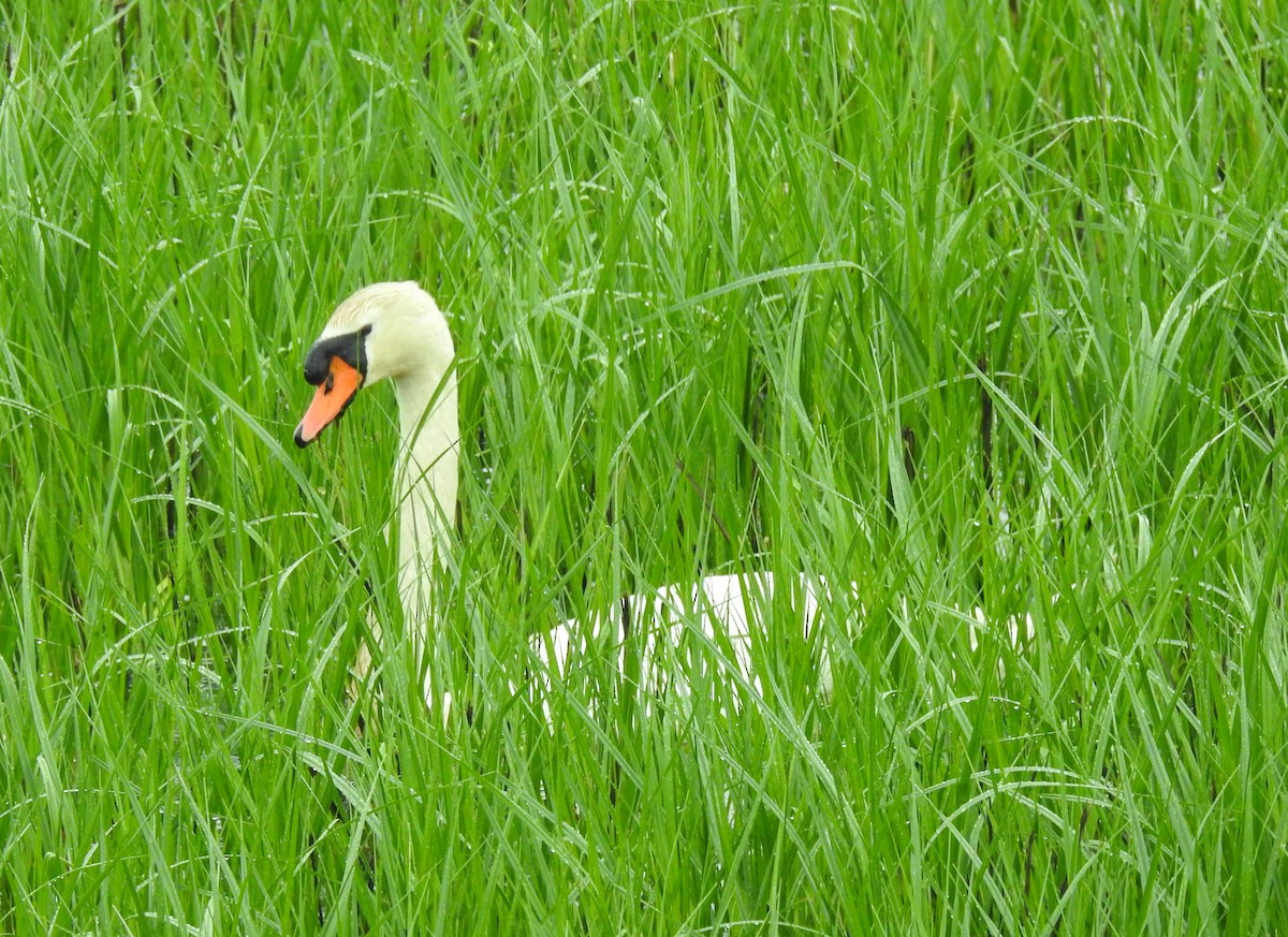 Cygne tuberculé - ML101458481