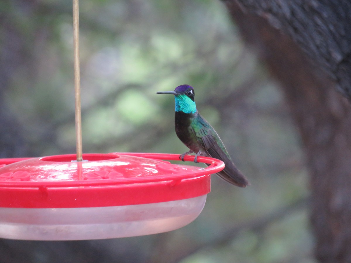 Rivoli's Hummingbird - ML101458591