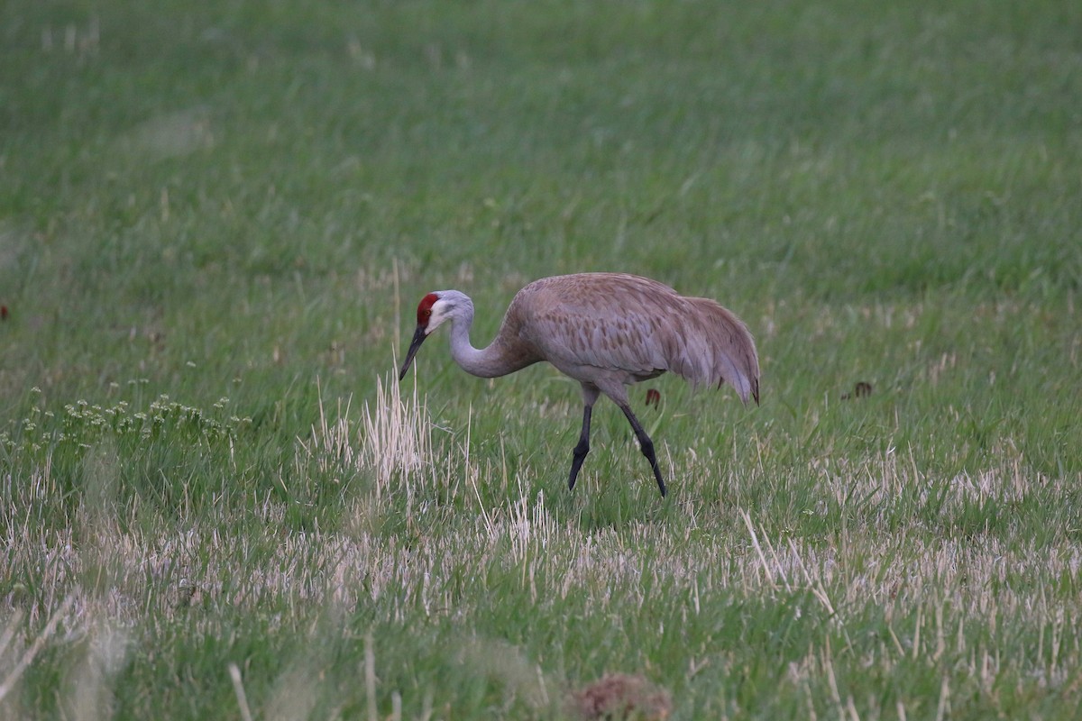 Sandhill Crane - ML101458651